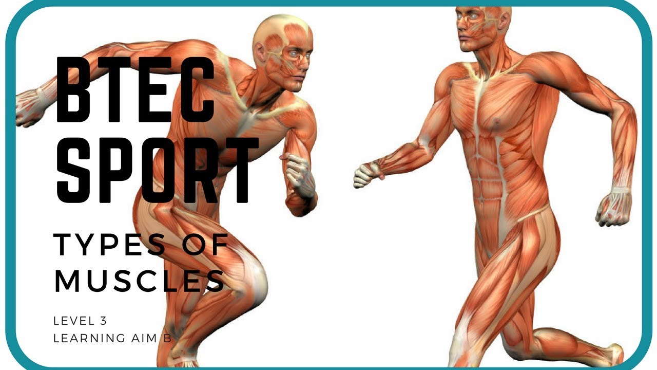 Anatomy and Physiology BTEC Sport  Level 3 Unit 1- Types of Muscles