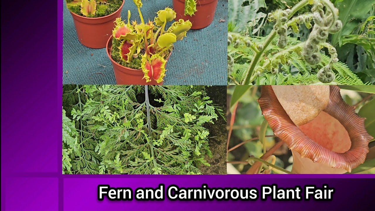 RHS Wisley Fern and Carnivorous Plant Fair 2025 with Exotic Fern Group & Carnivorous Plant Society