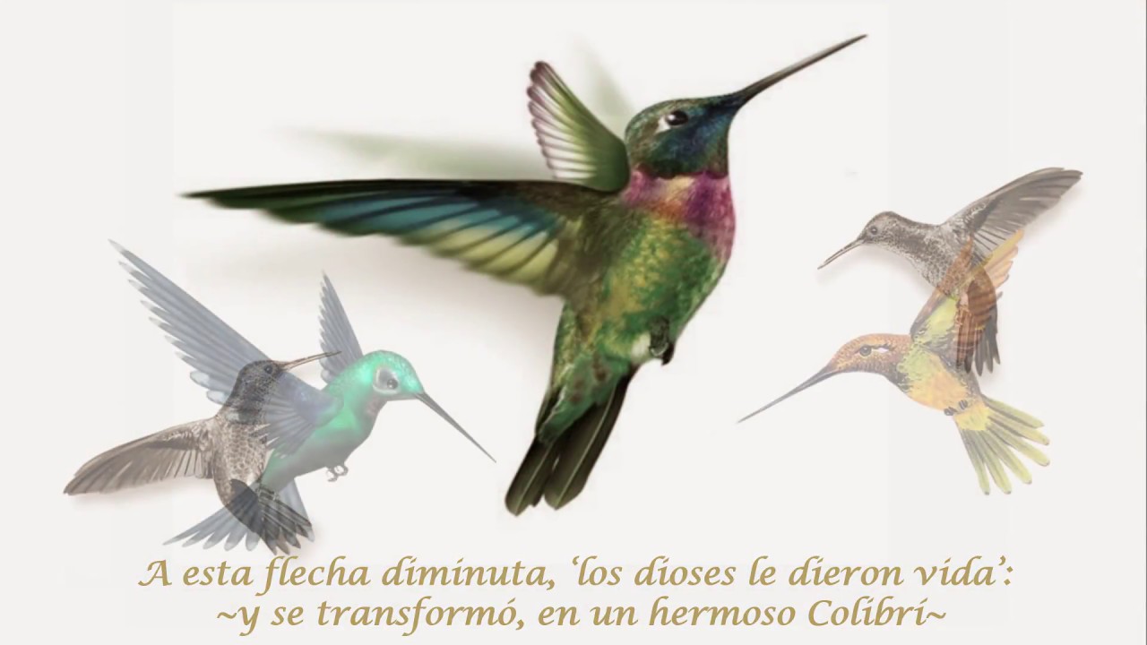 17.-  La 'Fábula del Colibrí'
