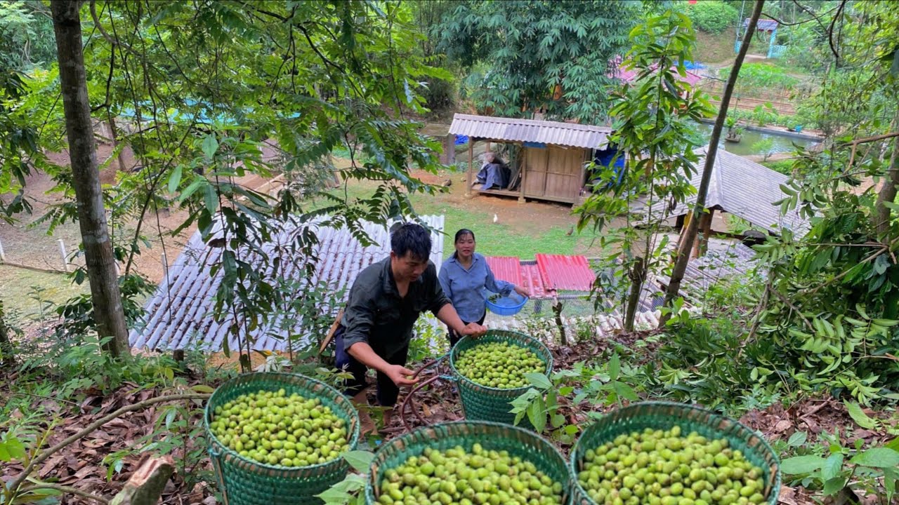 Together Harvesting wild canarium fruit for sale. Forest Life Skills DT
