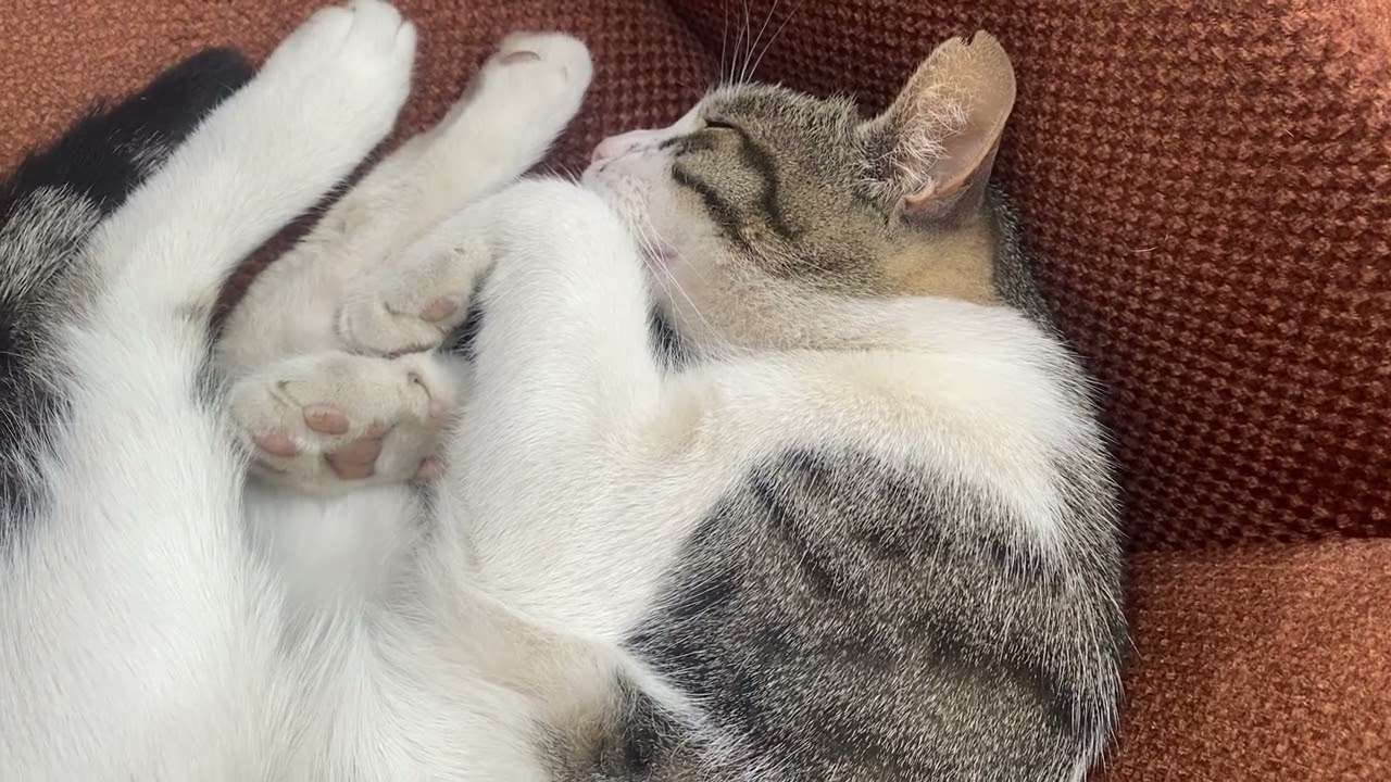 sweet cat falls asleep deeply cats love sleeping