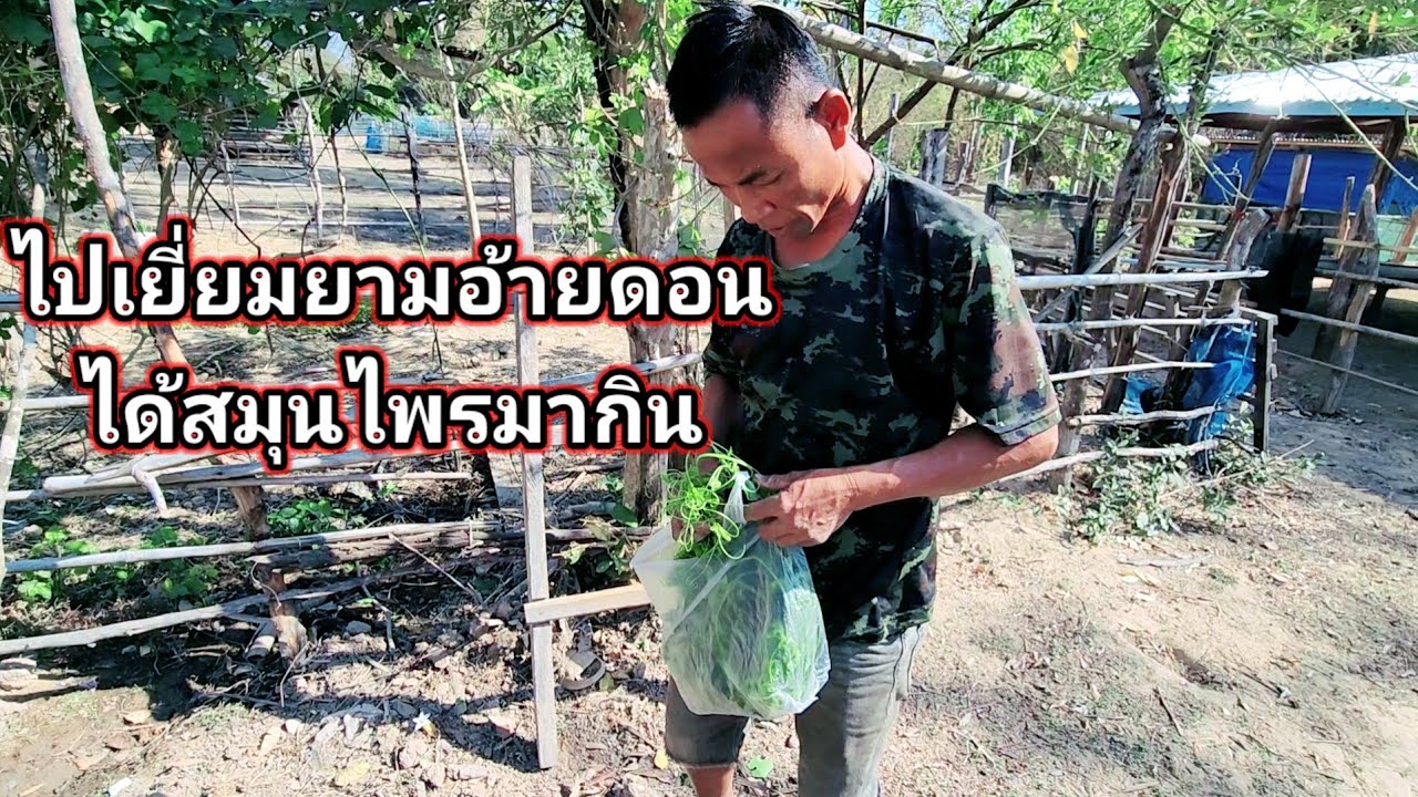 ไปเยี่ยมยามอ้ายดอลคนขยันได้สมุนไพรมากิน​