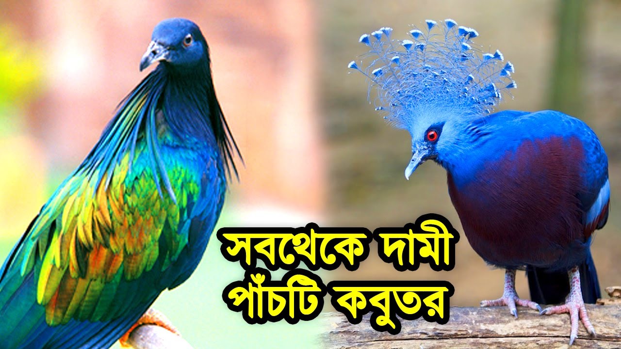 বাংলাদেশের সবচেয়ে দামী ৫টি কবুতরের দাম বিশ্বাস হতে চায় না | 5 Most Expensive Pigeons In Bangladesh