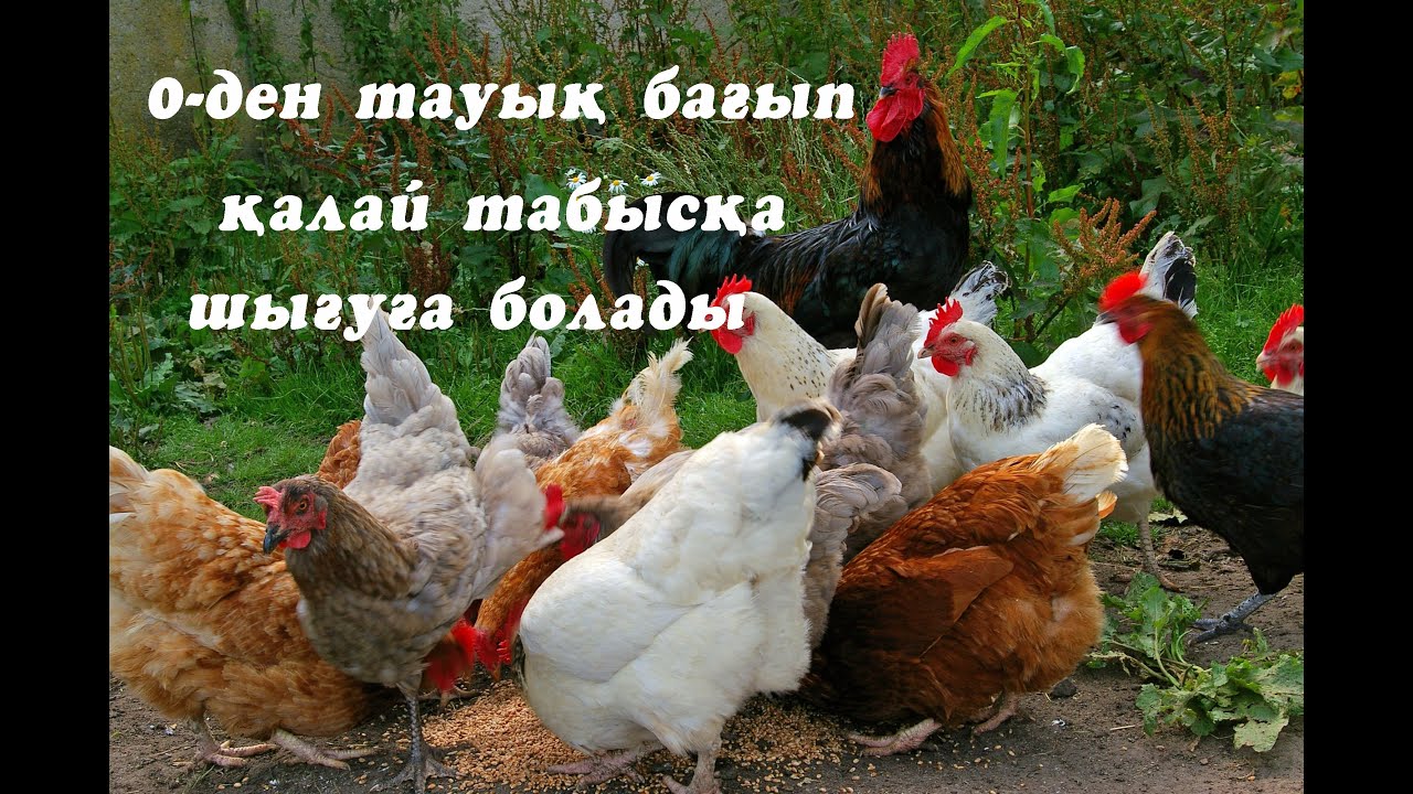 Тауық бағып 0ден қалай табысқа шығуға болады✓Қазақ көрсін