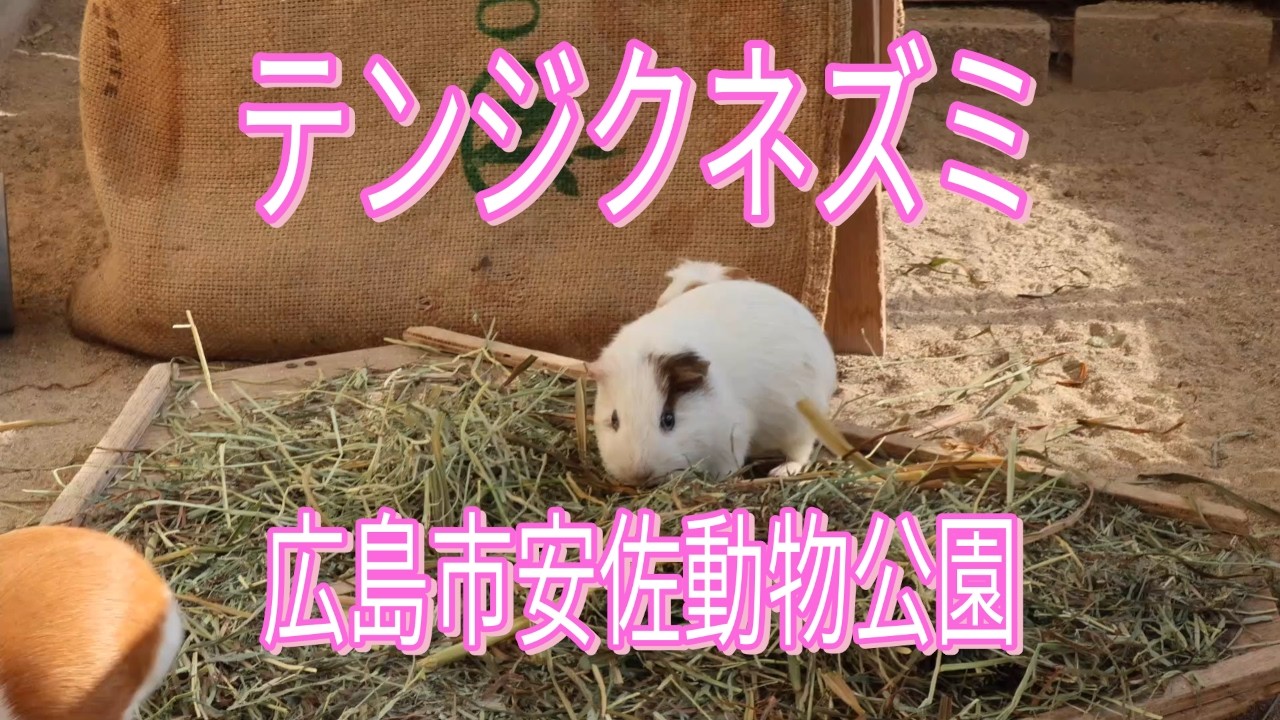 テンジクネズミ/広島市安佐動物公園/広島県広島市/Guinea Pig/HiroshimaCityAsaZoo/HiroshimaCity, Hiroshima Prefecture
