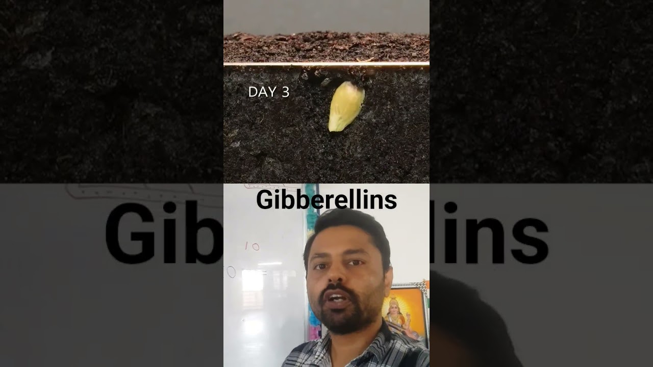 Class 10 Real Life example of Control and Coordination Hormones in plants  - Geotropism