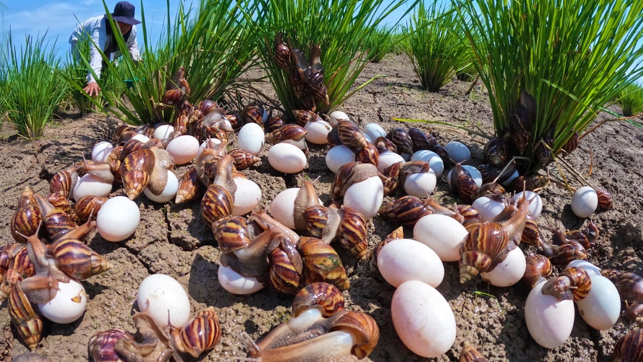 Collecting Giant Snail Eggs in the Rice Fields | Rural Life Documentary