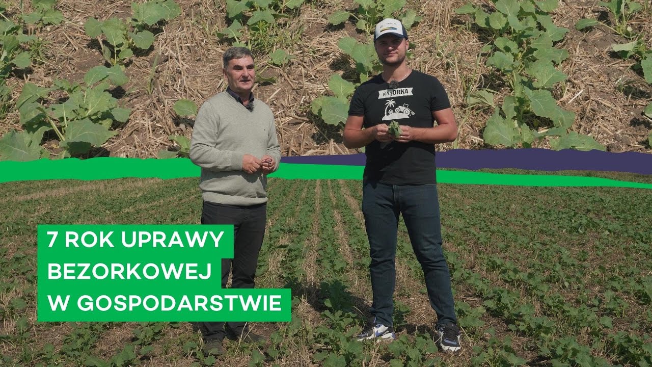 ŁADNY RZEPAK NA SŁABEJ GLEBIE - CO ZDECYDOWAŁO O DOBRYCH WSCHODACH? - #233 nawozy nonstop