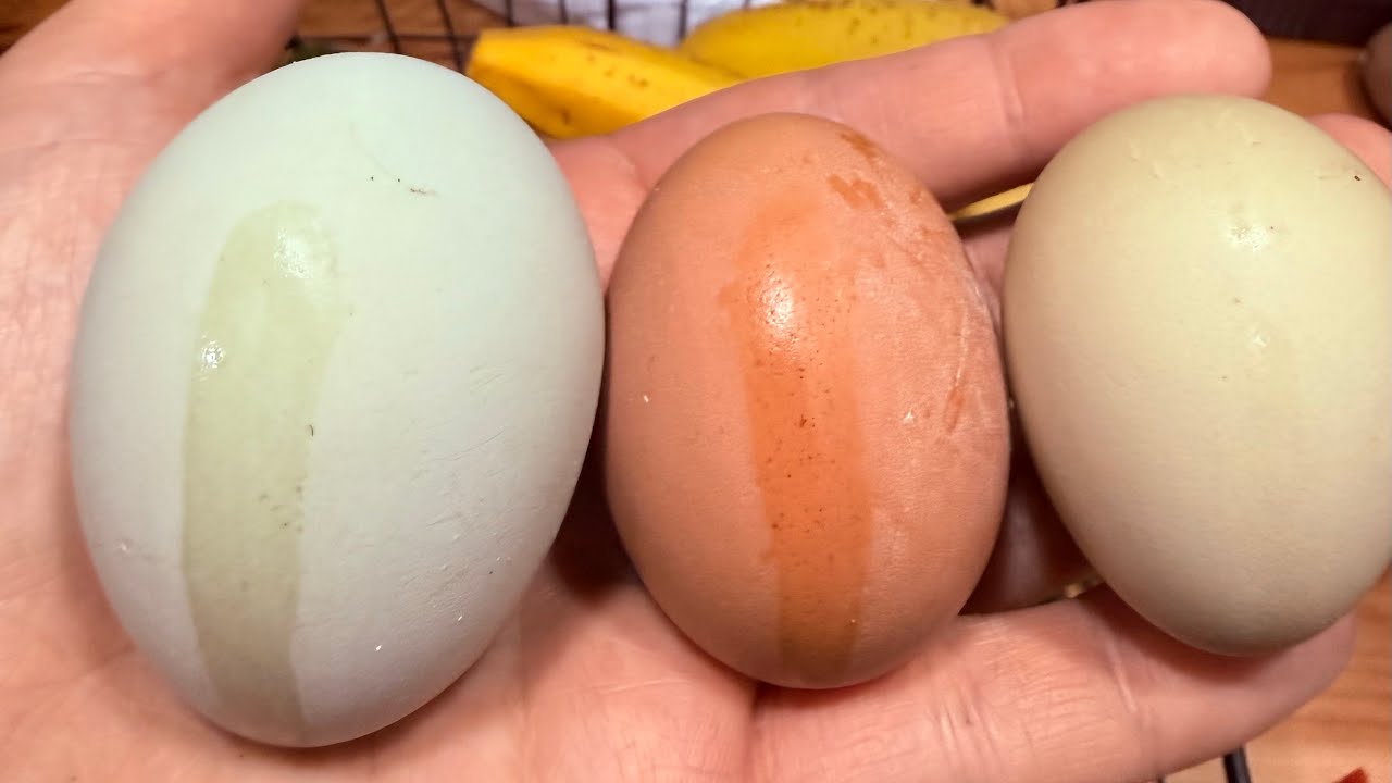 Sonshine Homestead February 14,2026 #homestead #farm #farmlife #chicken #goat #pig #viralvideo 