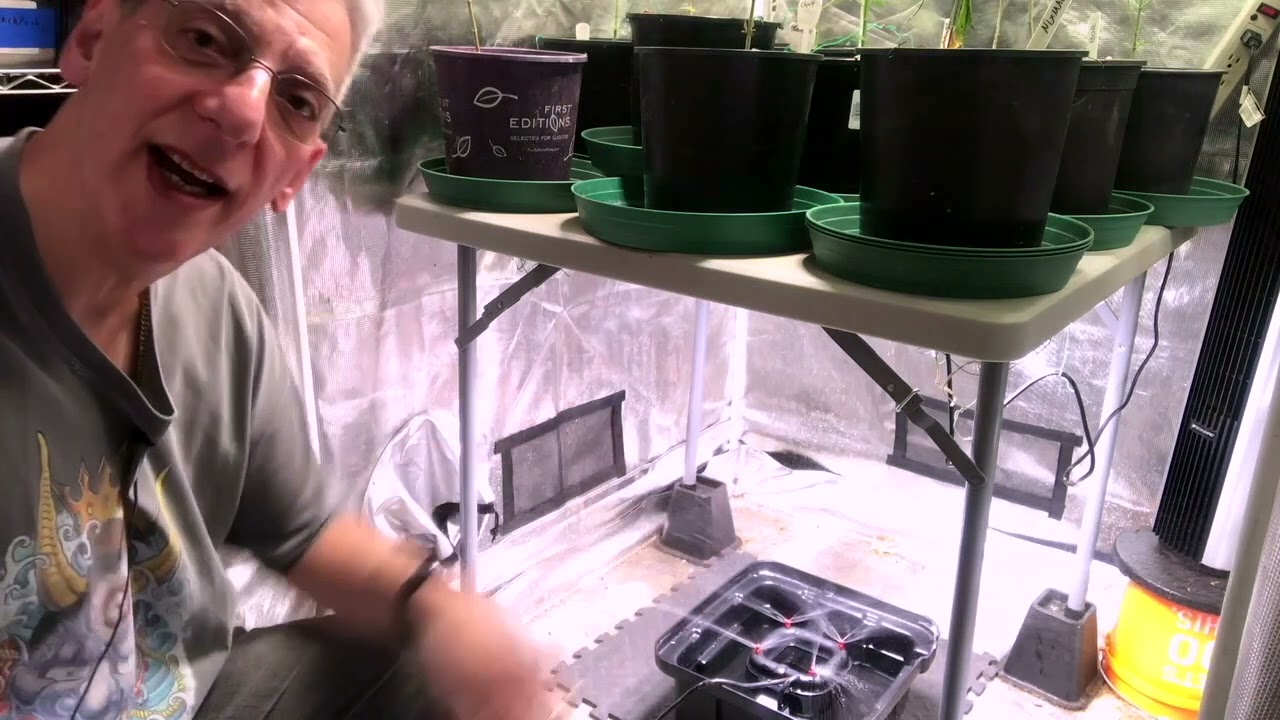 How to Set up an EZ Clone Machine and How to Clone Cannabis