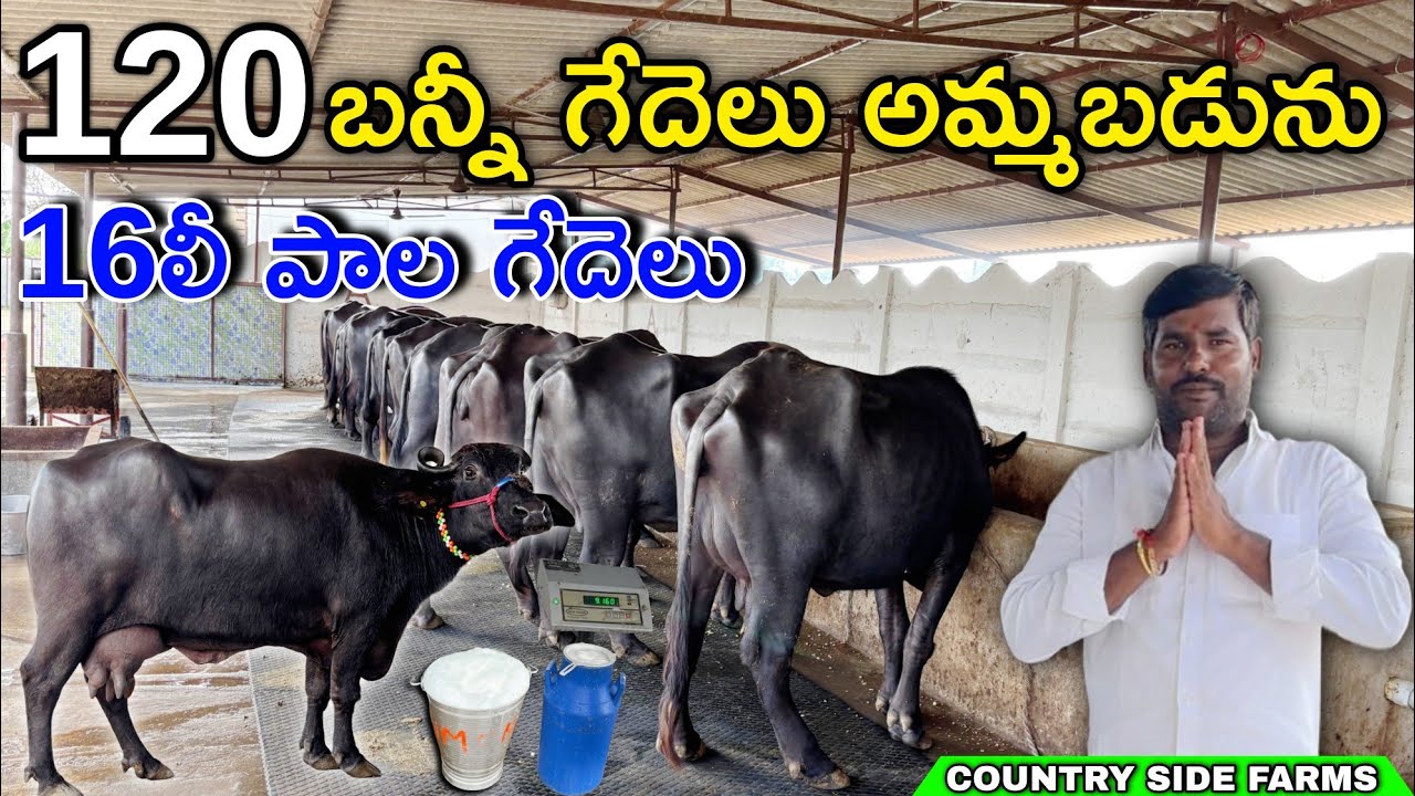 120 బన్నీ గేదెలు అమ్మబడును 16లీ పాల గేదెలు | Bunni Buffaloes in Country Side Farms