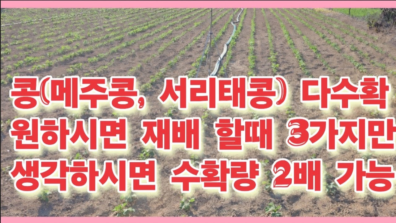 콩(메주콩, 서리태콩) 남들보다 2배 수확량 원하시면 3가지만 생각하시고 재배해 보십시오.(농사의신)