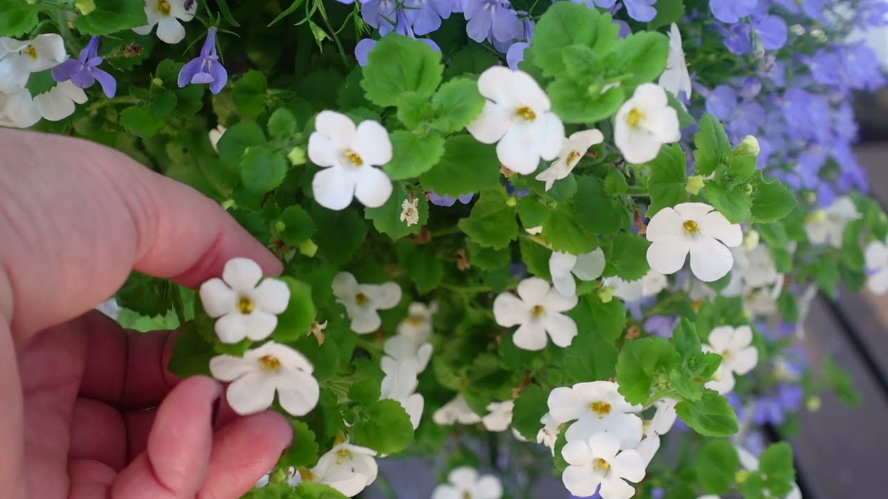 Stiklinger av Bacopa,Verbena og Petunia 🌱🌸🌼🌺