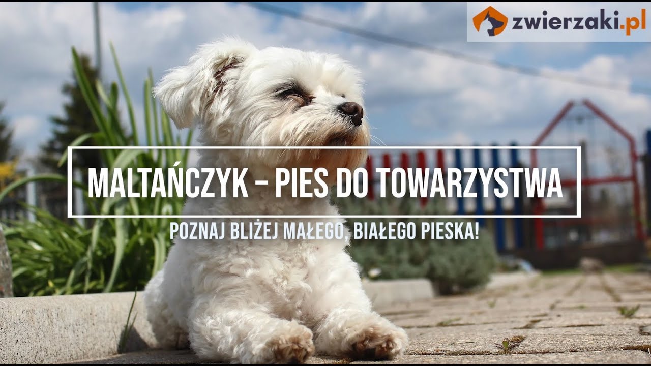 Maltańczyk - cena, usposobienie, hodowla  | Zwierzaki.pl