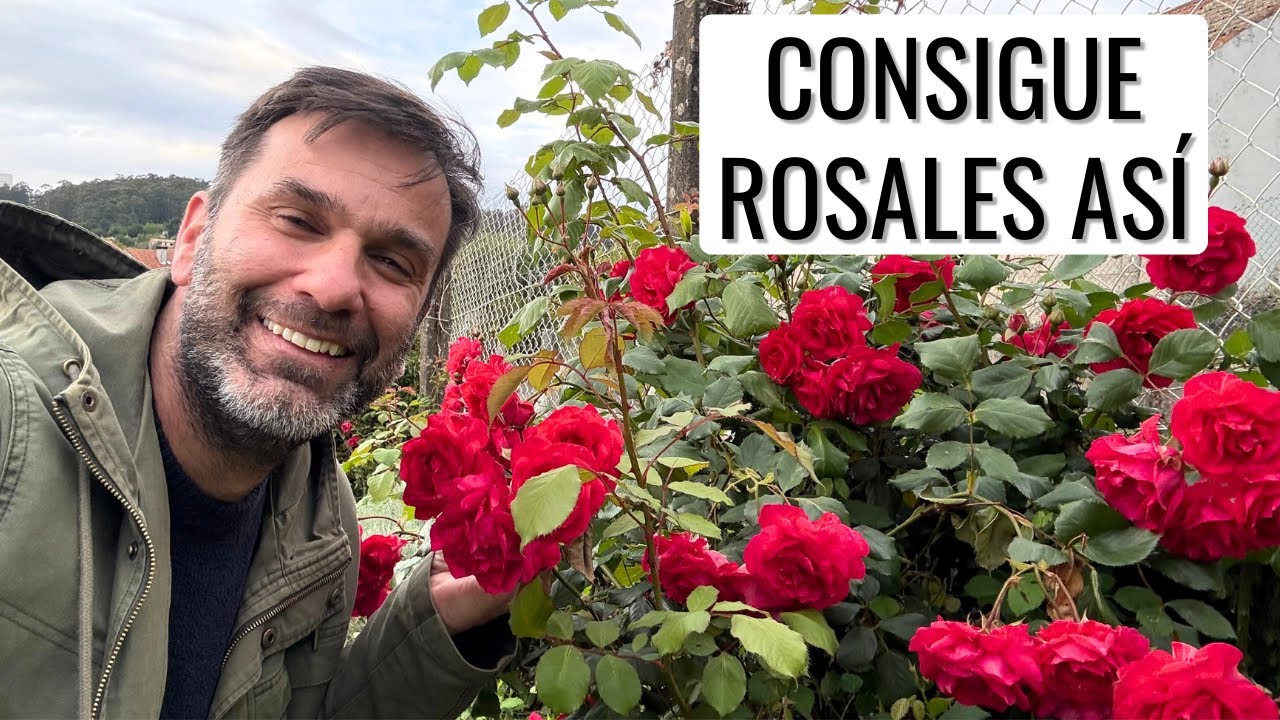 CÓNSIGUE TENER ROSALES ASÍ: control de hongos y abonado foliar con #Keeper || en20metros