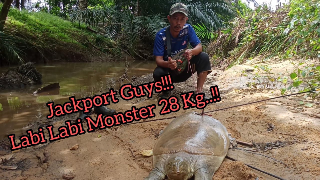 Rezeki Tahun Baru Dapat Labi Labi Besar 28 KG!!!!