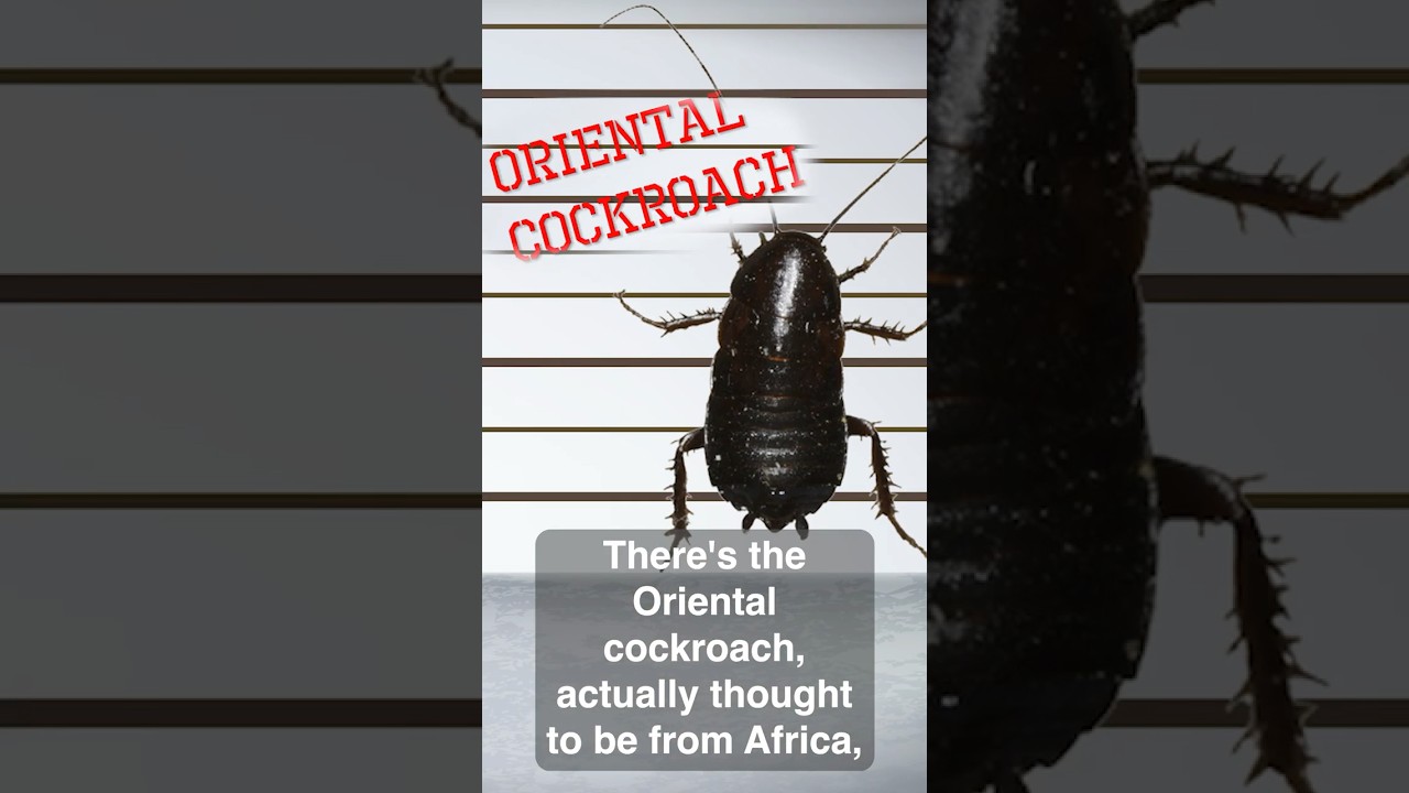 All the Cockroaches Living in NYC  #science #shorts