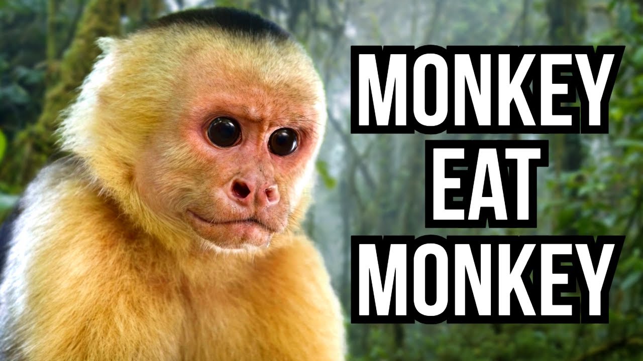 3 Primates That Hunt And Eat Other Primates