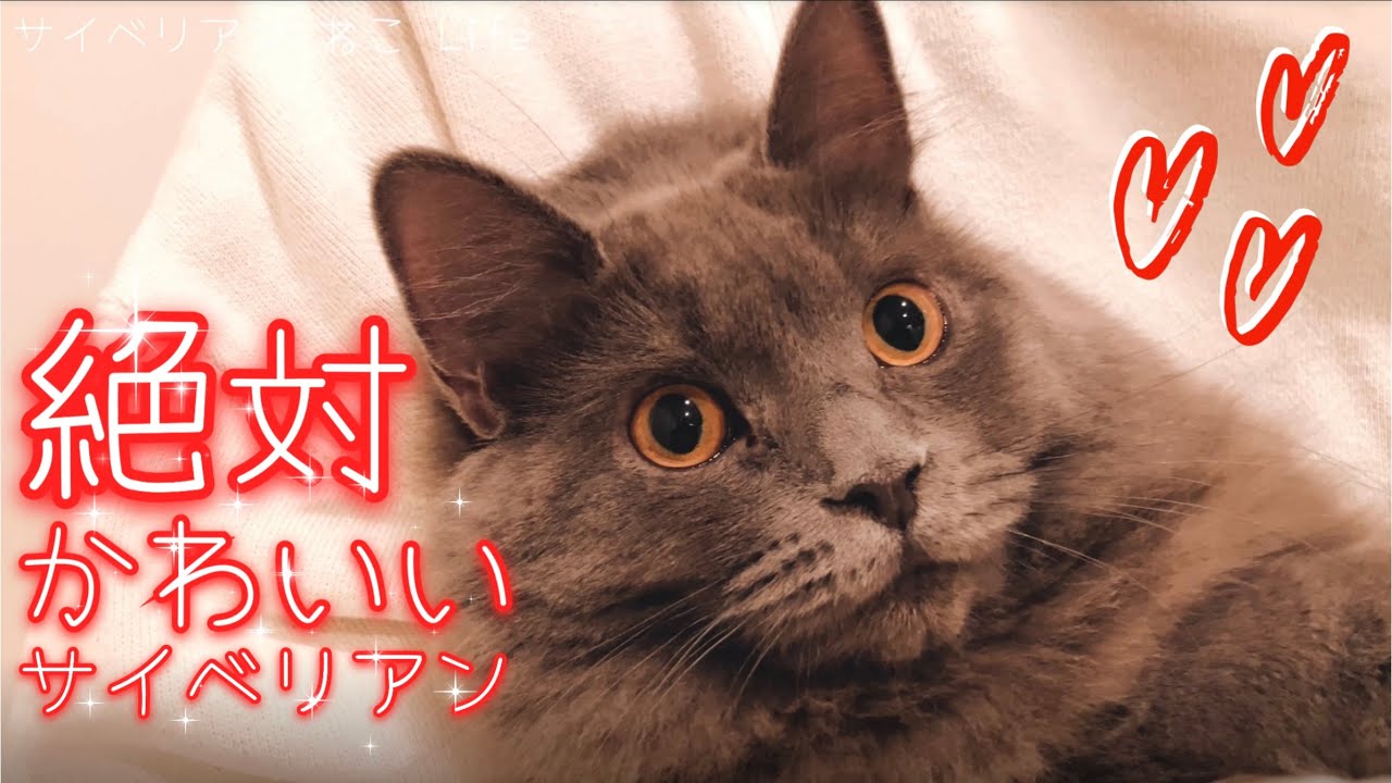 【サイベリアン子猫】我が家の推しねこ