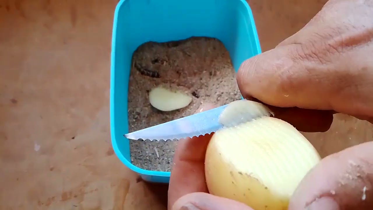 o que fazer quando você receber seus tenébrios!!!