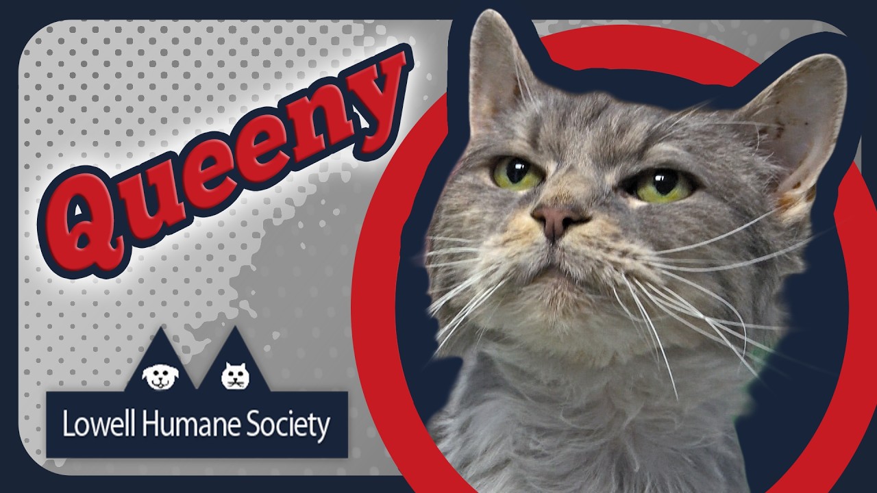 Adoptable Pet of the Week - Queeny