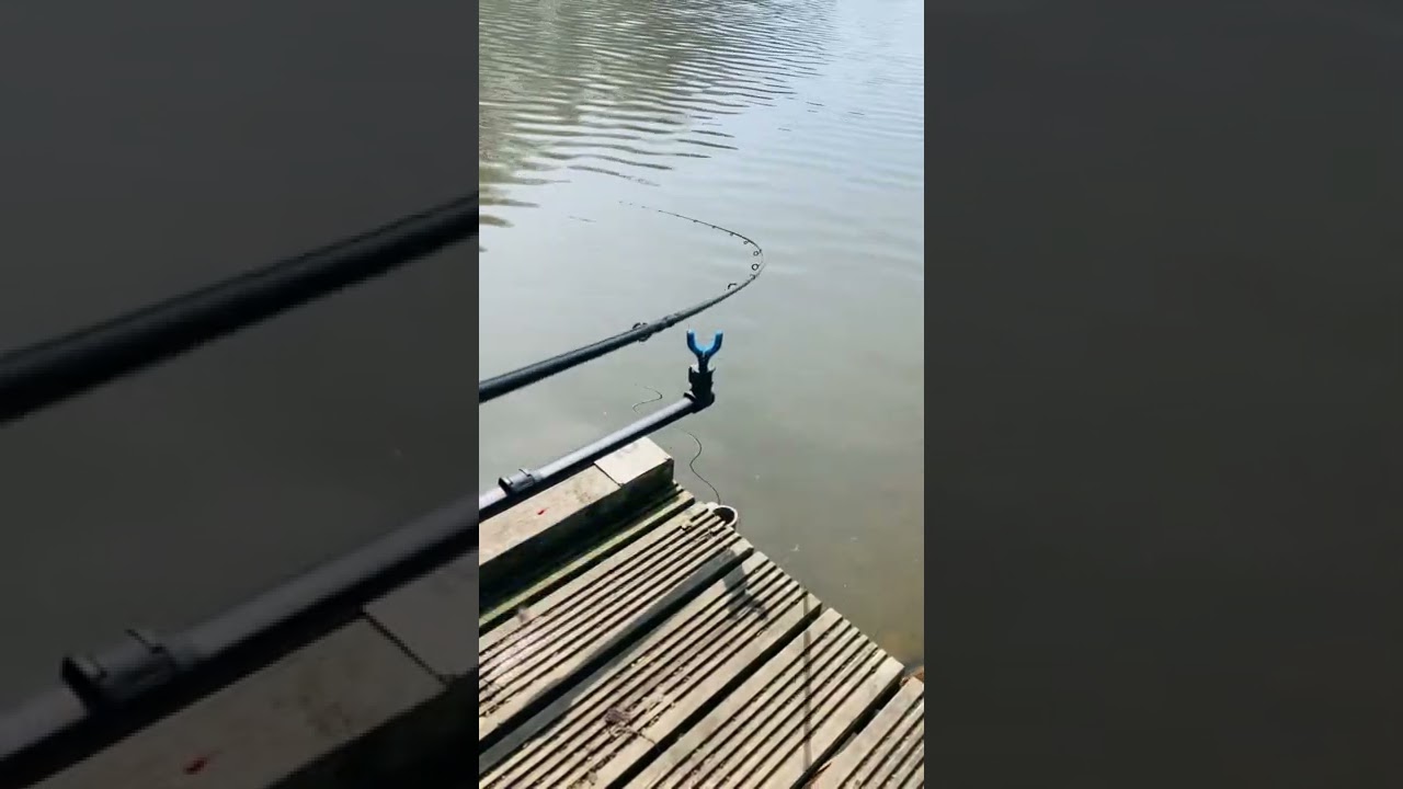 Feeder Run…. Feeder Bite….     Typical Carp bite, not much head shaking and solid Rod strike…