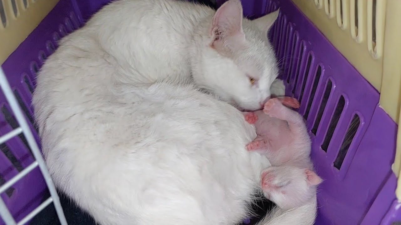 Emotional Rescue — Feral Mom Cat Protecting Her Only Baby