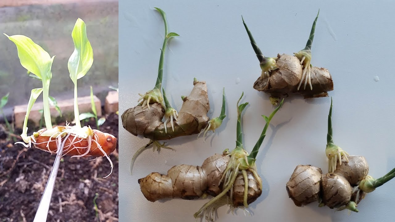 TRỒNG GỪNG, NGHỆ - GROW GINGER - TRONG GUNG NGHE