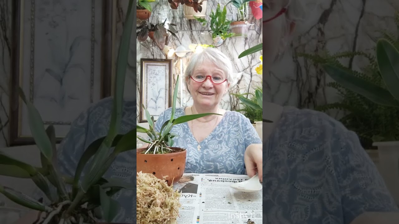 Заметки практика. пересадка Cattleya Lawrenceana Flamea (#1x #2) Бразилия