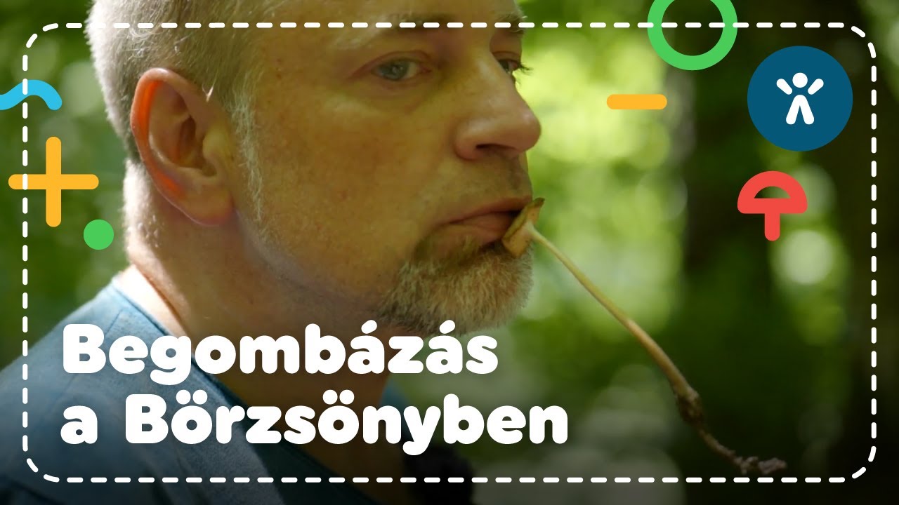Vegán vadászat a Börzsönyben! (Be)gombáztunk az erdőben | A világ legjobb helyei Magyarországon S2E5