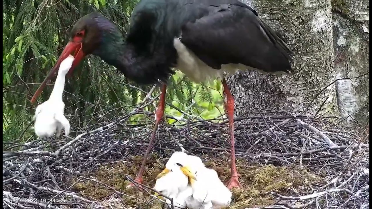 Must-toonekurg2::Ciconia nigra_Brood reduction by mom, NOT FOR SENSITIVE