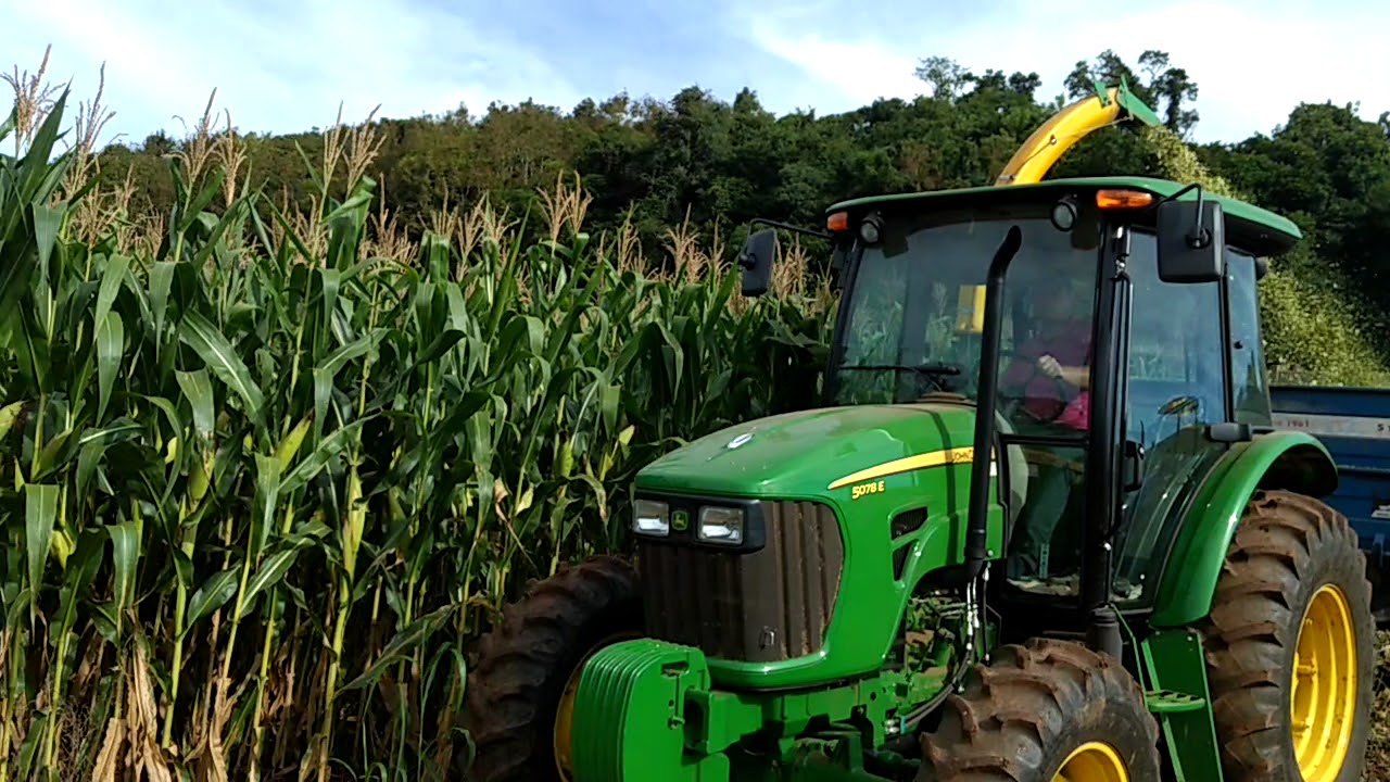 Fazendo silagem de milho com trator 5078e