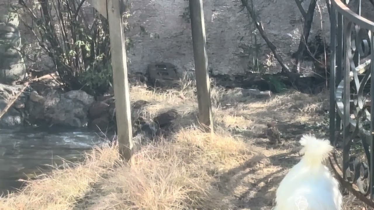 【猫が喜ぶ動画】庭の池で水浴びする鳥たちを観察する烏骨鶏（なっちゃん♂）