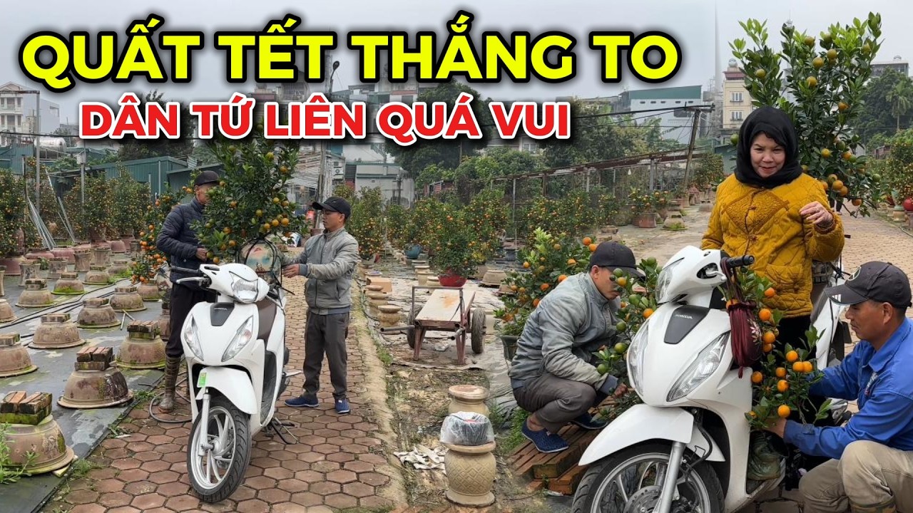 Bán hết Quất tết nhiều nhà vườn Tứ Liên THẮNG TO!