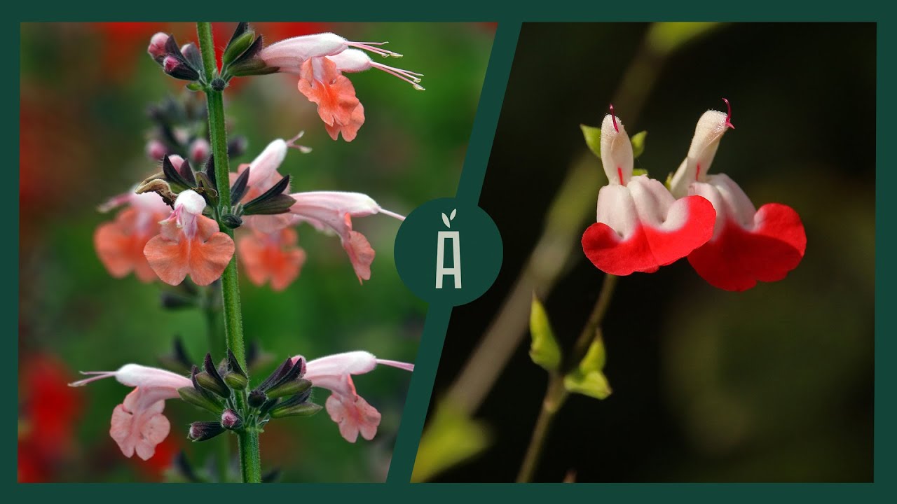 Salvia stekken: tips om zelf stekken te nemen en ze de winter door te helpen I Angelo Dorny