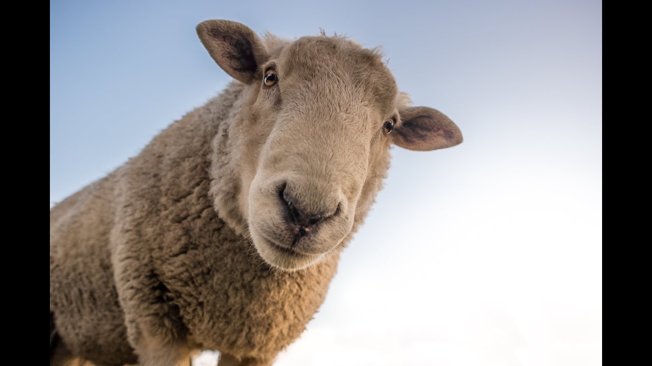 Five Sheep Four Goats