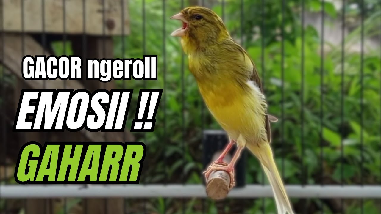 Masteran KENARI GACOR ngeroll panjang,Cuit Cuit Emosi AMPUH bikin kenari nyaut ,Masteran MURAI BATU