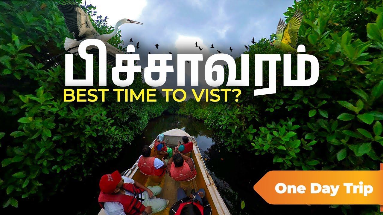 Катание на лодках по джунглям Амазонки в Тамил Наду 😍🛶 Катание на лодках в Пичавараме