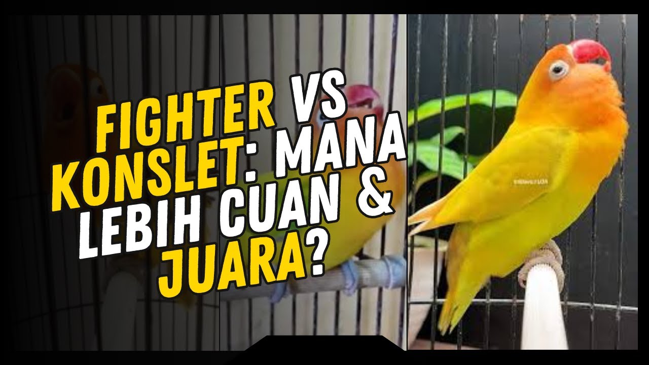 🆚 FIGHTER VS KONSLET: MANA LEBIH CUAN? Bedah Kelebihan & Kekurangan Lovebird Fighter vs Konslet