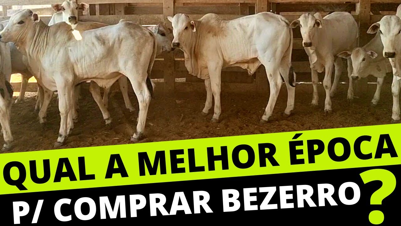 Melhor &Eacute;poca de Comprar Bezerra Desmamada