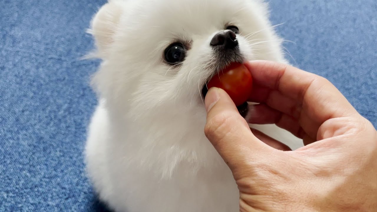 初めてトマトを食べたポメラニアンがこうなりました