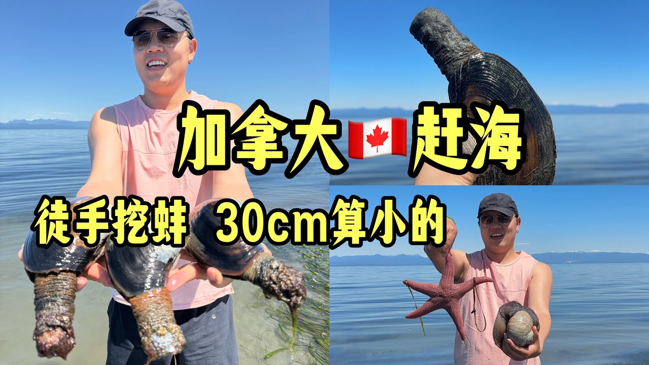 在加拿大太平洋赶海 挖象拔蚌马蚌 多到不想要 ｜趕海｜象拔蚌｜加拿大｜溫哥華趕海｜低潮趕海｜溫哥華島趕海