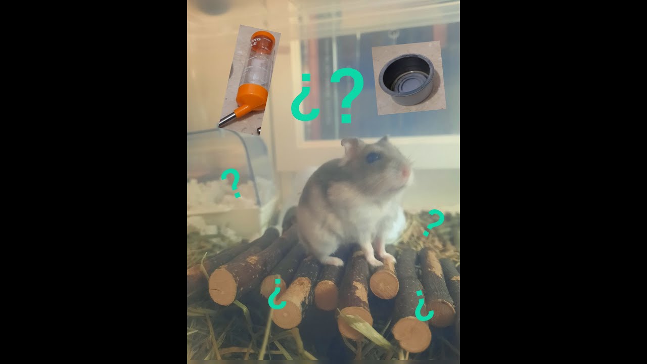 Bebederos para Hamsters. &iquest;Cu&aacute;l elegir?
