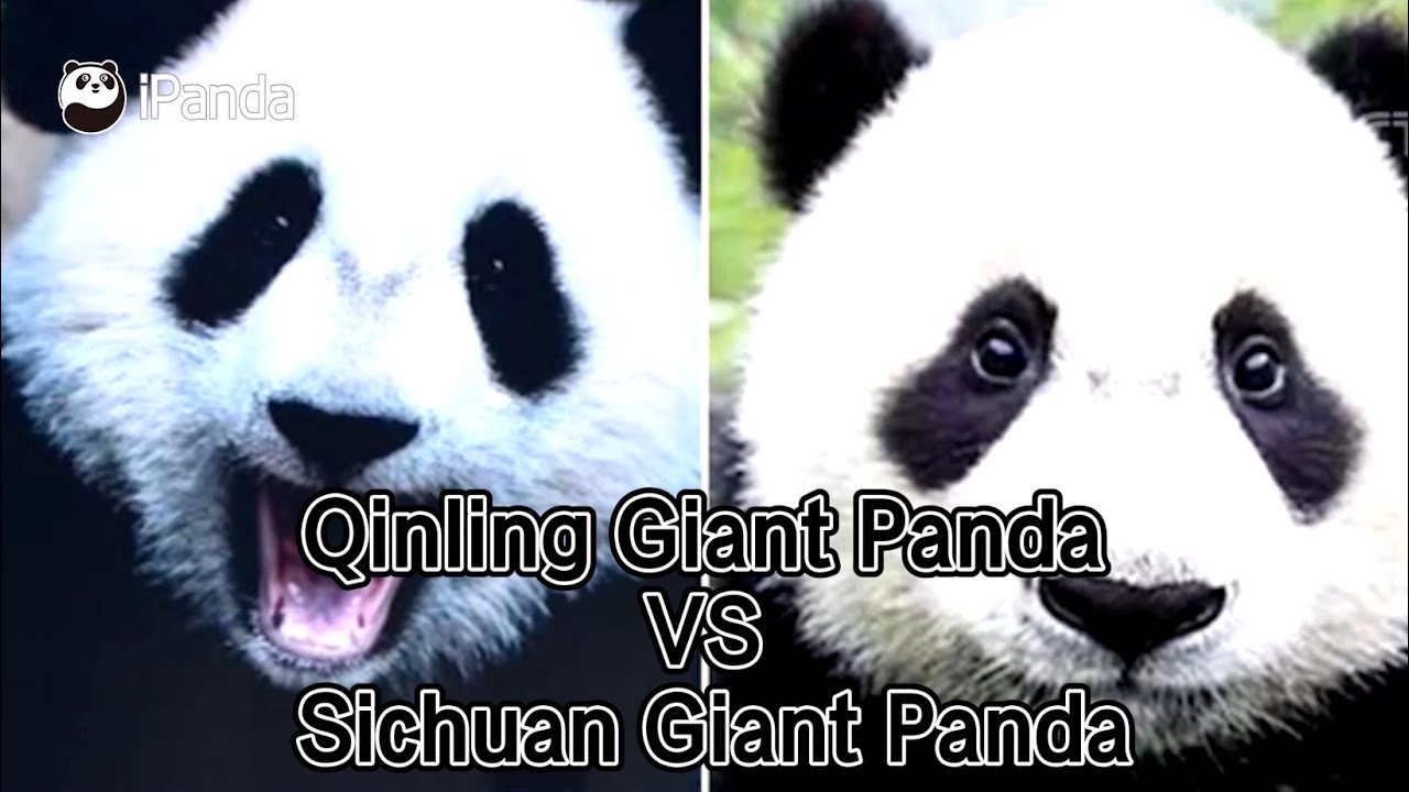Pandaology: Qinling Giant Panda VS Sichuan Giant Panda | iPanda