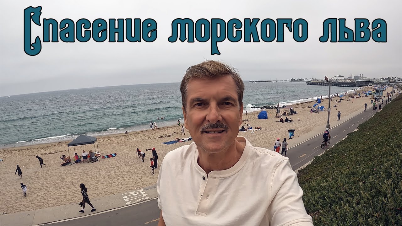 Los Angeles: Спасение морского льва