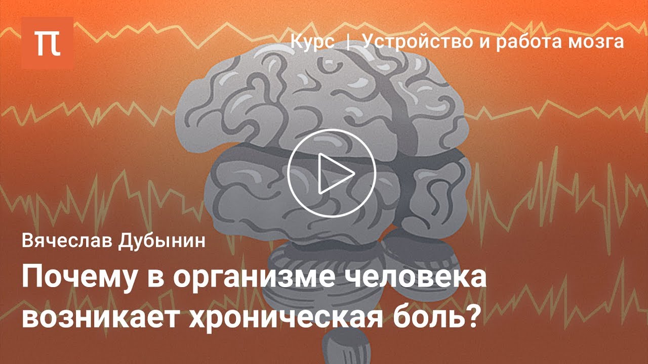 Таламус и гипоталамус — Вячеслав Дубынин