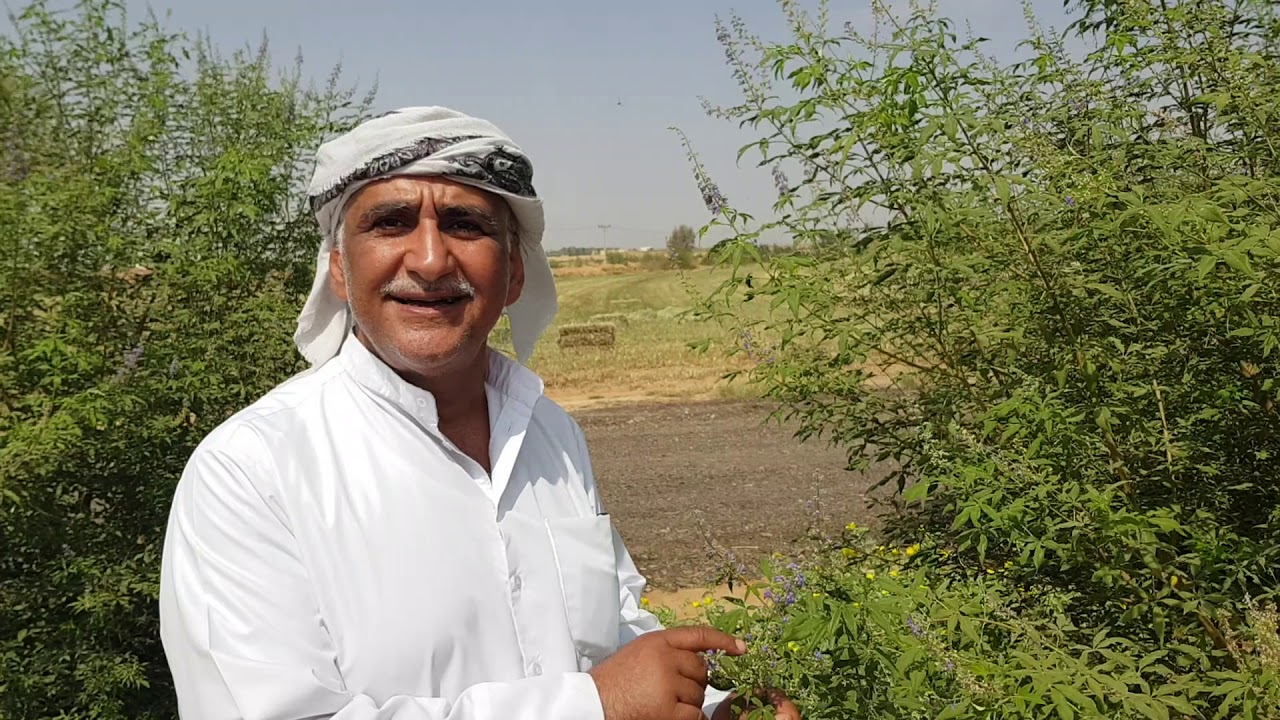 زيارة صاحب #محمية_البراك الاستاذ عبدالله البراك مهتم بالنباتات البرية الجزء الاول