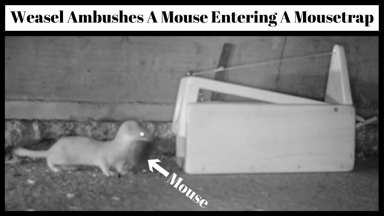 Weasel Ambushes A Mouse Entering A Box Mousetrap I Purchased On Ebay