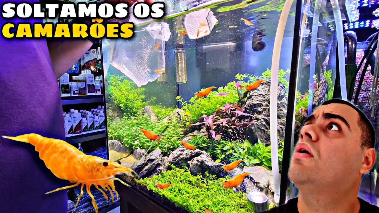 ADICIONANDO OS CAMARÕES NEOCARIDINAS NO AQUÁRIO DE 36L