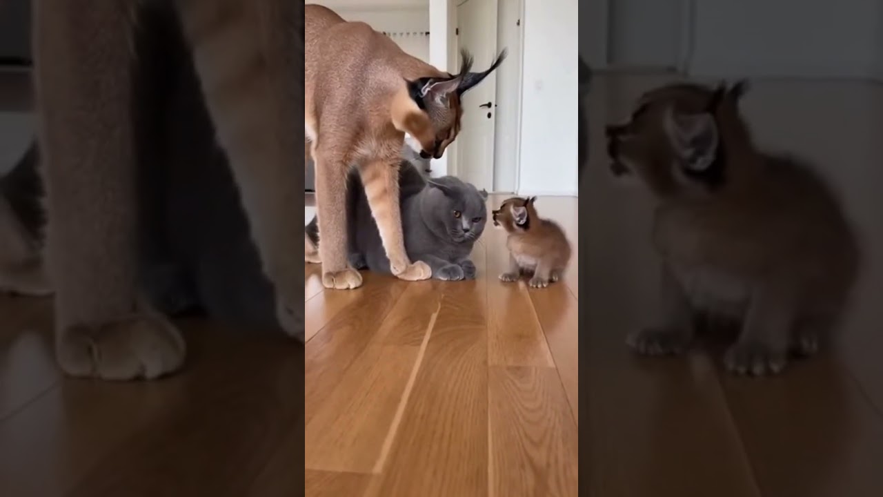 🔥🐱 Protective Instinct Kicks In &ndash; Mom Cat Attacks